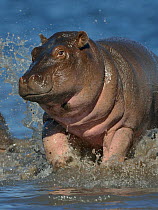 Baby Hippopotamus (Hippopotamus amphibius) playing in water, Chobe River, Botswana, May, Vulnerable species.