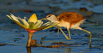 Juvenile African jacana (Actophilornis africana) foraging for insects in water lily flower, Chobe River, Botswana, May.