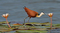 African jacana (Actophilornis africana) foraging for insects in flower, Chobe River, Botswana, November.