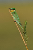 Blue cheeked bee eater (Merops persicus) perched, Chobe River, Botswana, November.