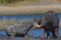 Hippopotamus (Hippopotamus amphibius) calves playing, Chobe River, Botswana, June, Vulnerable species.