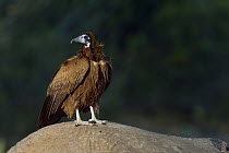 Hooded vulture (Necrosyrtes monachus) on African elephant (Loxodonta africana) carcass, Chobe River, Botswana, May, Endangered species, Vulnerable species.