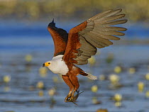 African fish eagle (Haliaeetus vocifer) in flight with bream in claws, Chobe River, Botswana, June.