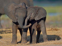Two baby African elephants (Loxodonta africana) next to each other, Chobe River, Botswana, April, Vulnerable species.