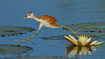 African jacana (Actophilornis africana) chick running between water lily pads, Chobe River, Botswana, April.