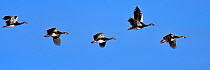 Five Spur-winged geese (Plectropterus gambensis ) in formation flight, Chobe River, Botswana, April.