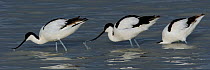 Three Pied avocets (Ricurvirostra avosetta) feeding, Sowa Pan, Nata, Botswana, January.