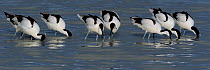 Pied avocets (Recurvirostra avosetta) feeding, Sowa Pan, Nata, Botswana, January.