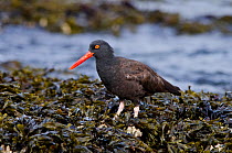 Black oystercatcher (Haematopus bachmani) foraging in a mussel bed on the coastline, Vancouver Island, British Columbia, Canada, August.