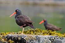 Black oystercatcher (Haematopus bachmani), a pair resting on the coastline, Vancouver Island, British Columbia, Canada, August.