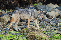 Vancouver Island grey wolf (Canis lupus crassodon) subadult on the coastline, Vancouver Island, British Columbia, Canada, August.