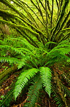 Temperate rainforest with Vine maple (Acer circinatum) and fern, Golden Ears provincial park, British Columbia, Canada, July.