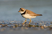 Semipalmated plover (Charadrius semipalmatus) foraging on a beach at sunset, Vancouver Island, British Columbia, Canada, July.