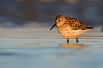 Western sandpiper (Calidris mauri) foraging on a beach at sunset, Vancouver Island, British Columbia, Canada, July.