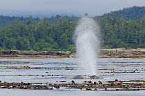 Grey whale (Eschrichtius robustus) blowing /  exhaling at the surface amongst bull kelp, Vancouver Island, British Columbia, Canada, July.