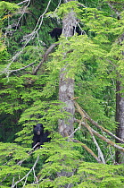 Vancouver Island black bear (Ursus americanus vancouveri) mother and cubs up a tree, Vancouver Island, British Columbia, Canada, July.