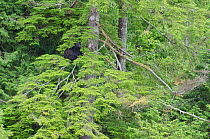 Vancouver Island black bear (Ursus americanus vancouveri) female up a tree, Vancouver Island, British Columbia, Canada, July.