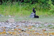 Vancouver Island black bear (Ursus americanus vancouveri) two cubs on the coastline, Vancouver Island, British Columbia, Canada, July.