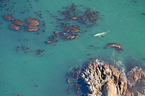 Grey whale (Eschrichtius robustus) at the surface amongst bull kelp, aerial shot, Vancouver Island,  British Columbia, Canada, July.