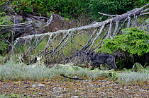 Vancouver island grey wolf (Canis lupus crassodon) melanistic form, walking on a beach, Vancouver Island, British Columbia, Canada, July.