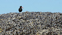 Black Oystercatcher (Haematopus bachmani) foraging in a mussel bed, Vancouver Island, British Columbia, Canada, July.