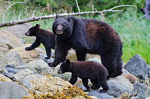 Vancouver Island black bear (Ursus americanus vancouveri) mother with cubs on a beach, Vancouver Island, British Columbia, Canada, July.