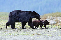 Vancouver Island black bear (Ursus americanus vancouveri) mother with cubs on a beach, Vancouver Island, British Columbia, Canada, July.