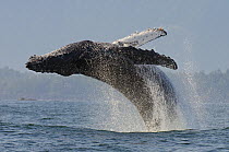 Humpback whale (Megaptera novaeangliae) adult breaching, Vancouver Island, British Columbia, Canada, July.