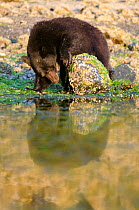 Vancouver Island black bear (Ursus americanus vancouveri) adult male foraging for crabs on a beach at sunrise, Vancouver Island, British Columbia, Canada, July.
