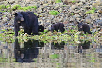 Vancouver Island black bear (Ursus americanus vancouveri) mother and cubs foraging on a beach, Vancouver Island, British Columbia, Canada, July.