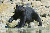 Vancouver Island black bear (Ursus americanus vancouveri), foraging for crabs on a beach, Vancouver Island, British Columbia, Canada, July.