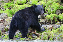 Vancouver Island black bear (Ursus americanus vancouveri), foraging for crabs and eating on a beach, Vancouver Island, British Columbia, Canada, July.