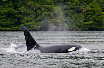 Killer whale (Orcinus orca) male surfacing, transient race, Vancouver Island, British Columbia, Canada, July.