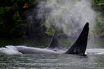 Killer whale (Orcinus orca) male and female surfacing, transient race, Vancouver Island, British Columbia, Canada, July.