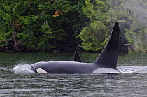 Killer whale (Orcinus orca) male and female at surface, transient race, Vancouver Island, British Columbia, Canada, July.