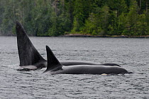 Killer whale (Orcinus orca) male and female at surface, transient race, Vancouver Island, British Columbia, Canada, July.
