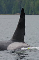 Killer whale (Orcinus orca) transient male close up of fin, Vancouver Island, British Columbia, Canada, July.
