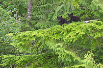 Vancouver Island black bear (Ursus americanus vancouveri) cubs up a tree, Vancouver Island, British Columbia, Canada, July.