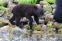 Vancouver Island black bear (Ursus americanus vancouveri) cub foraging for crabs on a beach, Vancouver Island, British Columbia, Canada, July.