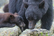 Vancouver Island black bear (Ursus americanus vancouveri) mother and cubs foraging on a beach,  Vancouver Island, British Columbia, Canada, July.