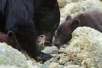 Vancouver Island black bear (Ursus americanus vancouveri), mother and cubs foraging on a beach, Vancouver Island, British Columbia, Canada, July.