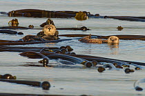 Northern sea otter (Enhydra lutris kenyoni) mother and  pup floating amongst bull kelp at sunset, Vancouver Island, British Columbia, Canada, July.