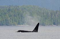 Killer whale (Orcinus orca) male exhaling, transient race, Vancouver Island, British Columbia, Canada, July.