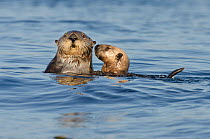 Northern sea otter (Enhydra lutris kenyoni) mother and  pup amongst bull kelp at sunset, Vancouver Island, British Columbia, Canada, July.