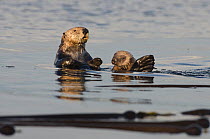 Northern sea otter (Enhydra lutris kenyoni) mother and  pup amongst bull kelp at sunset, Vancouver Island, British Columbia, Canada, July.