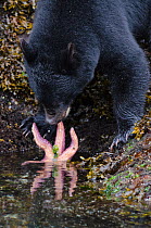 Vancouver Island black bear (Ursus americanus vancouveri) yearling attempting to eat a starfish on a beach, Vancouver Island, British Columbia, Canada, July.