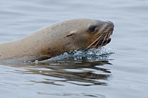 Steller sea lion (Eumetopias jubatus) female swimming, Vancouver Island, British Columbia, Canada, July.