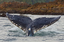 Grey whale (Eschrichtius robustus) diving with fluke in the air,  Vancouver Island, British Columbia, Canada, July.