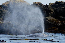 Grey whale (Eschrichtius robustus) exhaling on the coastline, Vancouver Island, British Columbia, Canada, July.