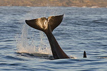 Killer whale (Orcinus orca) tail slapping at sunset, transient race, Vancouver Island, British Columbia, Canada, July.